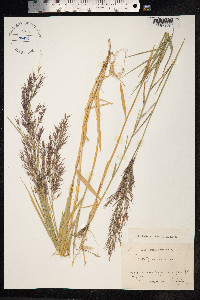 Phragmites australis image