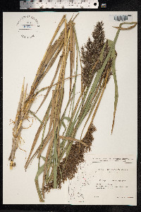 Phragmites australis image