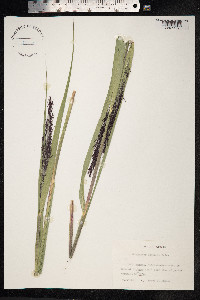 Phragmites australis image