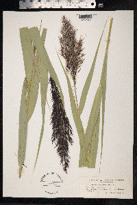 Phragmites australis image