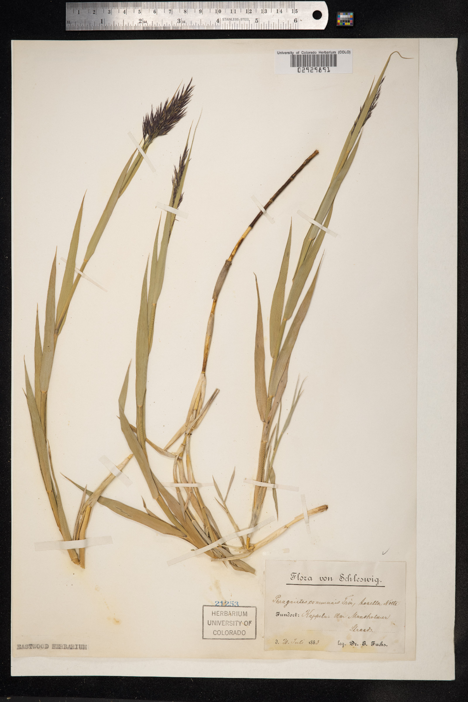 Phragmites australis image