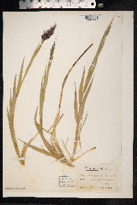 Phragmites australis image