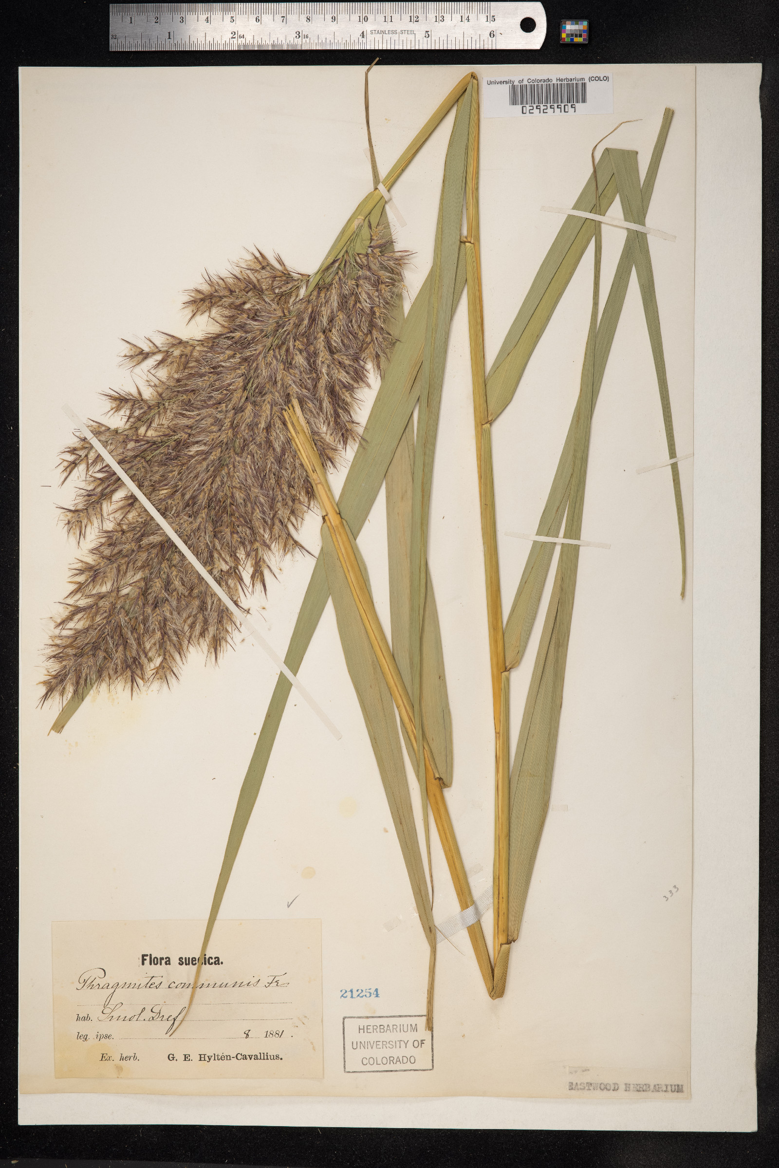 Phragmites australis image