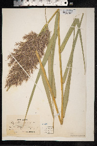 Phragmites australis image