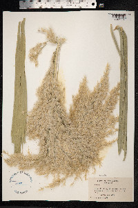 Phragmites australis image