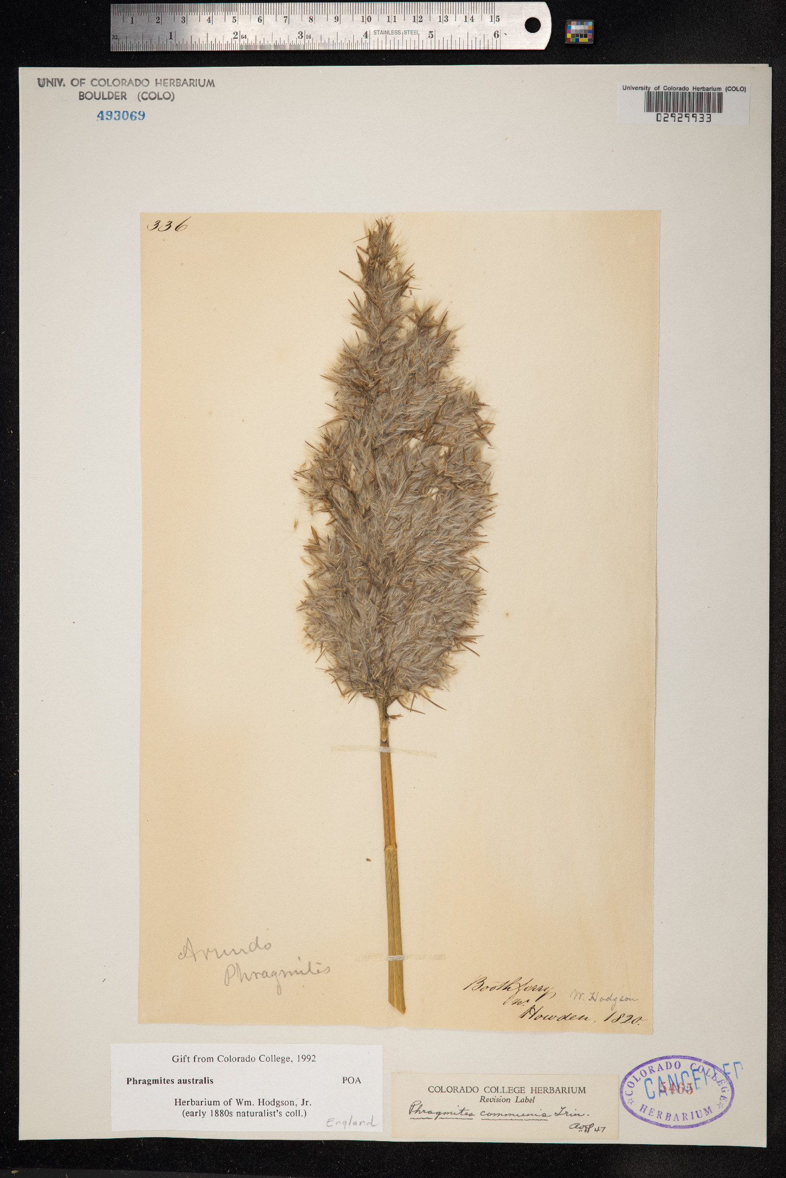 Phragmites australis image