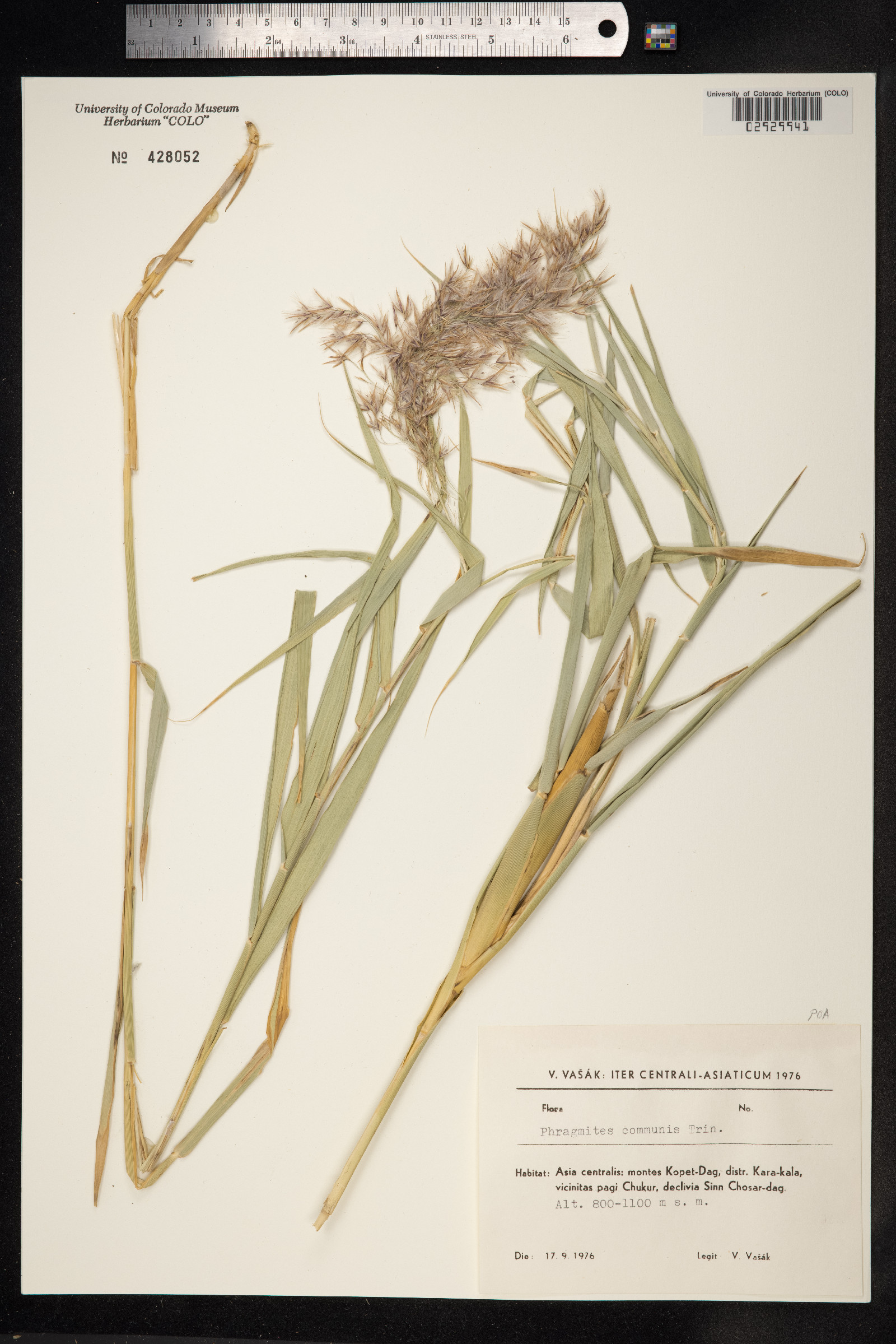 Phragmites australis image