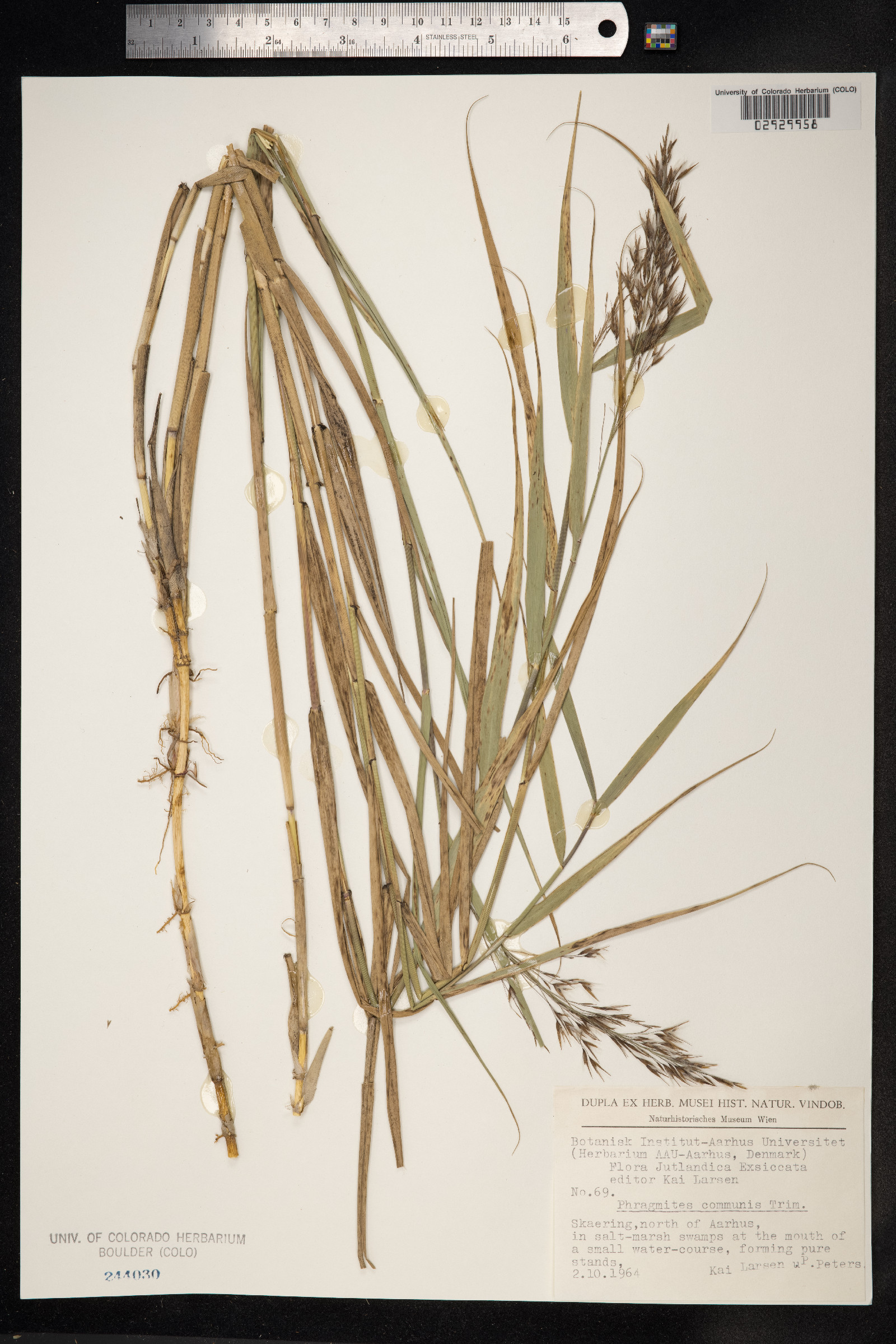Phragmites australis image
