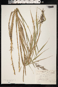 Phragmites australis image