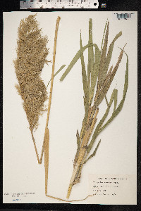 Phragmites australis image
