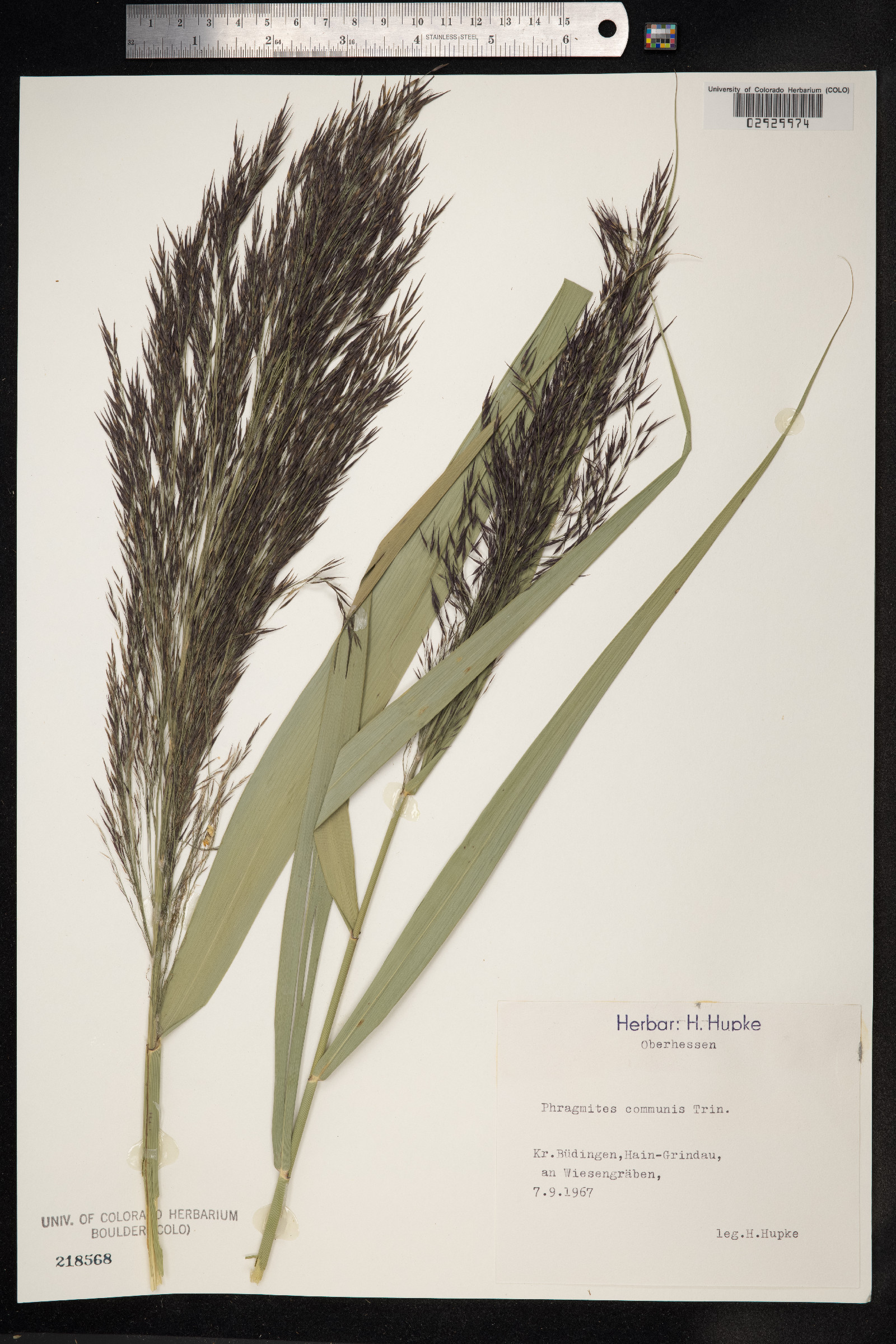Phragmites australis image