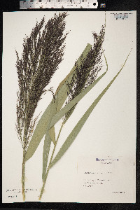 Phragmites australis image