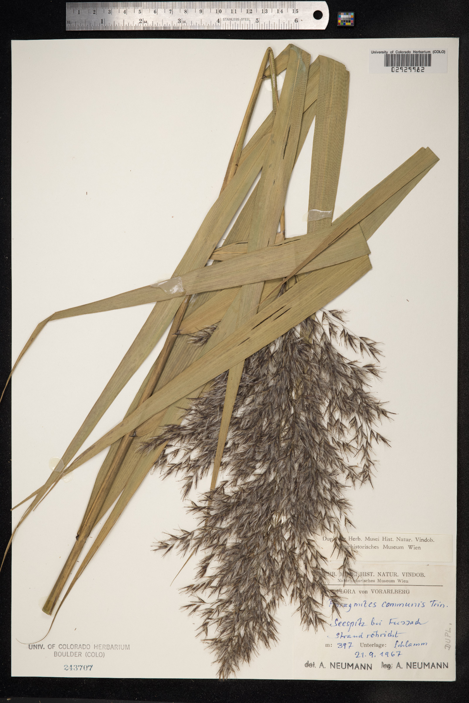 Phragmites australis image