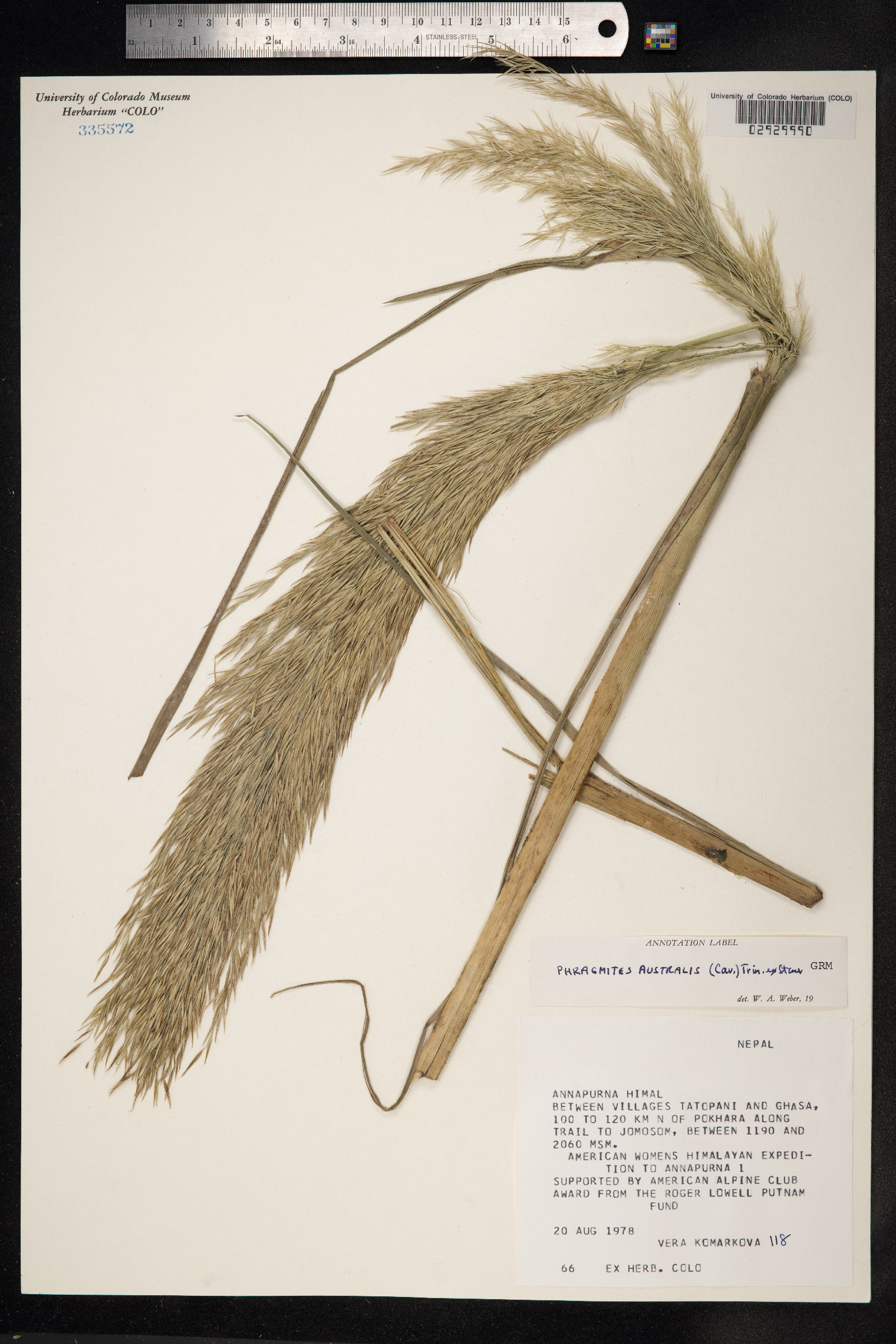 Phragmites australis image