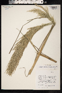Phragmites australis image