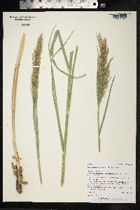 Phragmites australis image