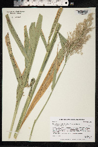 Phragmites australis image
