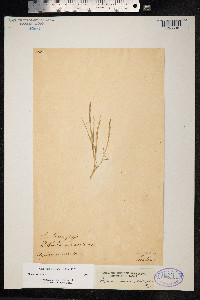 Parapholis incurva image
