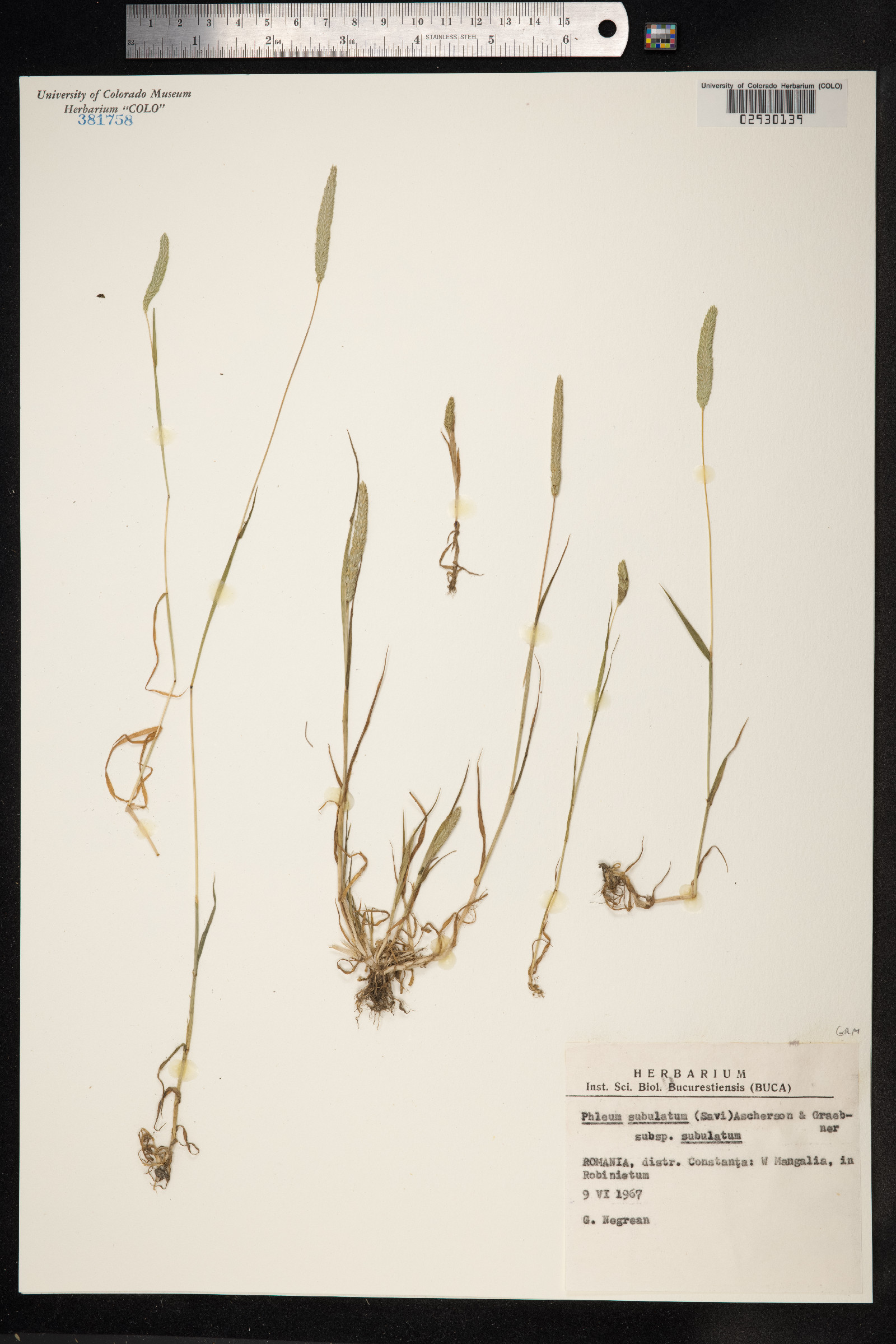 Phleum subulatum image
