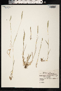 Image of Phleum subulatum