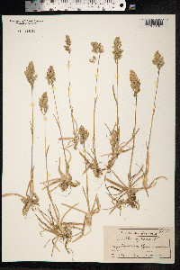 Poa alpina image