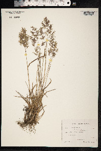 Poa alpina image