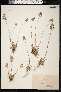 Poa alpina image