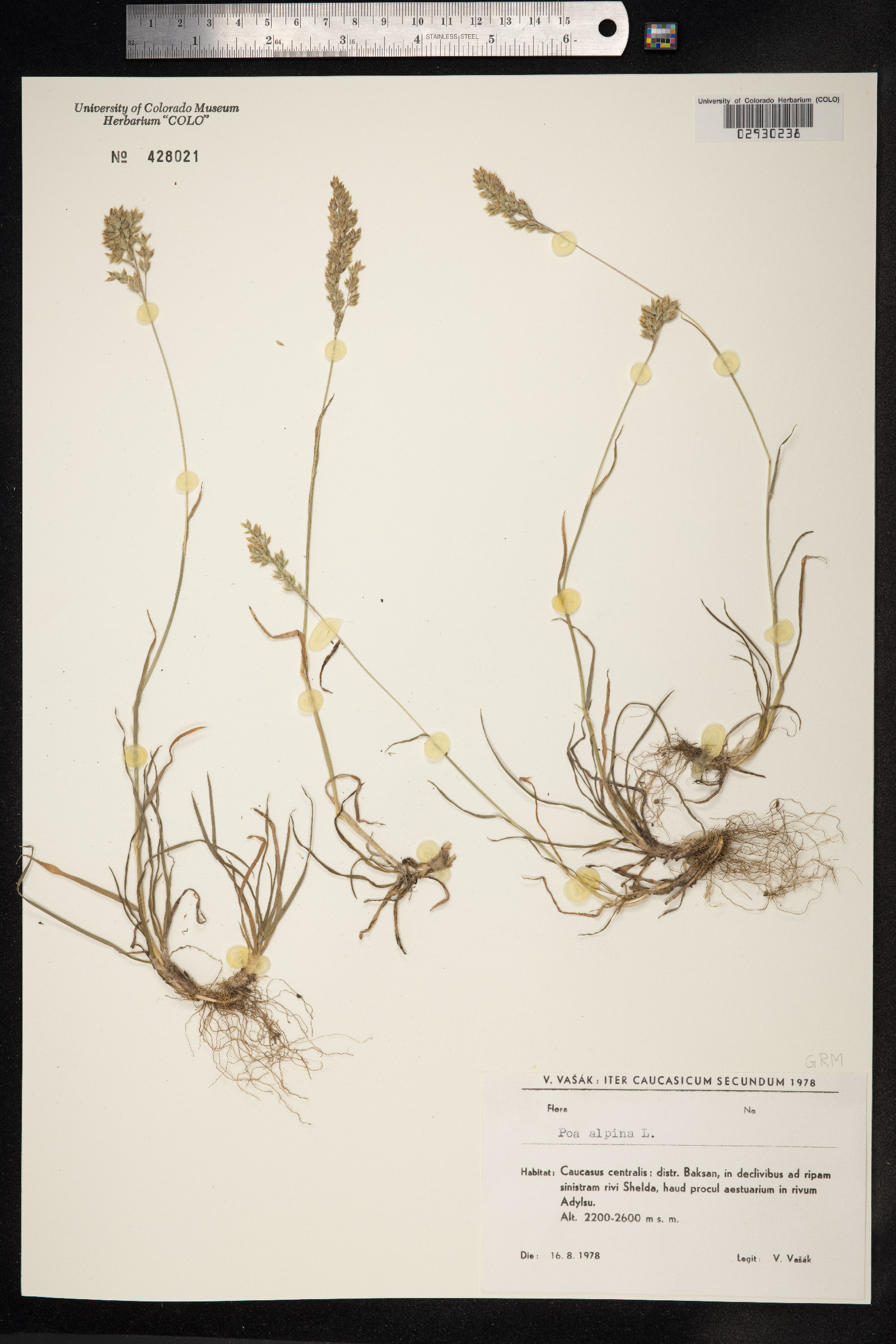 Poa alpina image