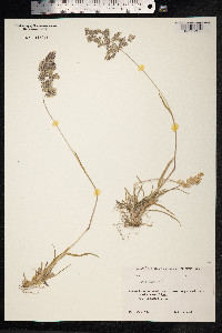Poa alpina image