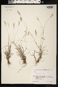 Poa alpina image