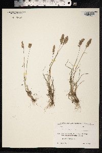Poa alpina image