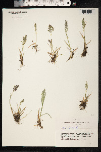 Poa alpina image