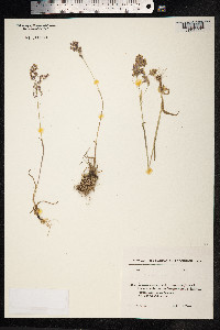 Poa alpina image