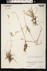 Poa alpina image