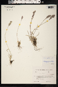 Poa alpina image