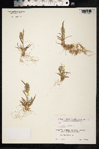 Poa alpina image