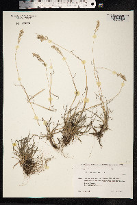 Poa alpina image