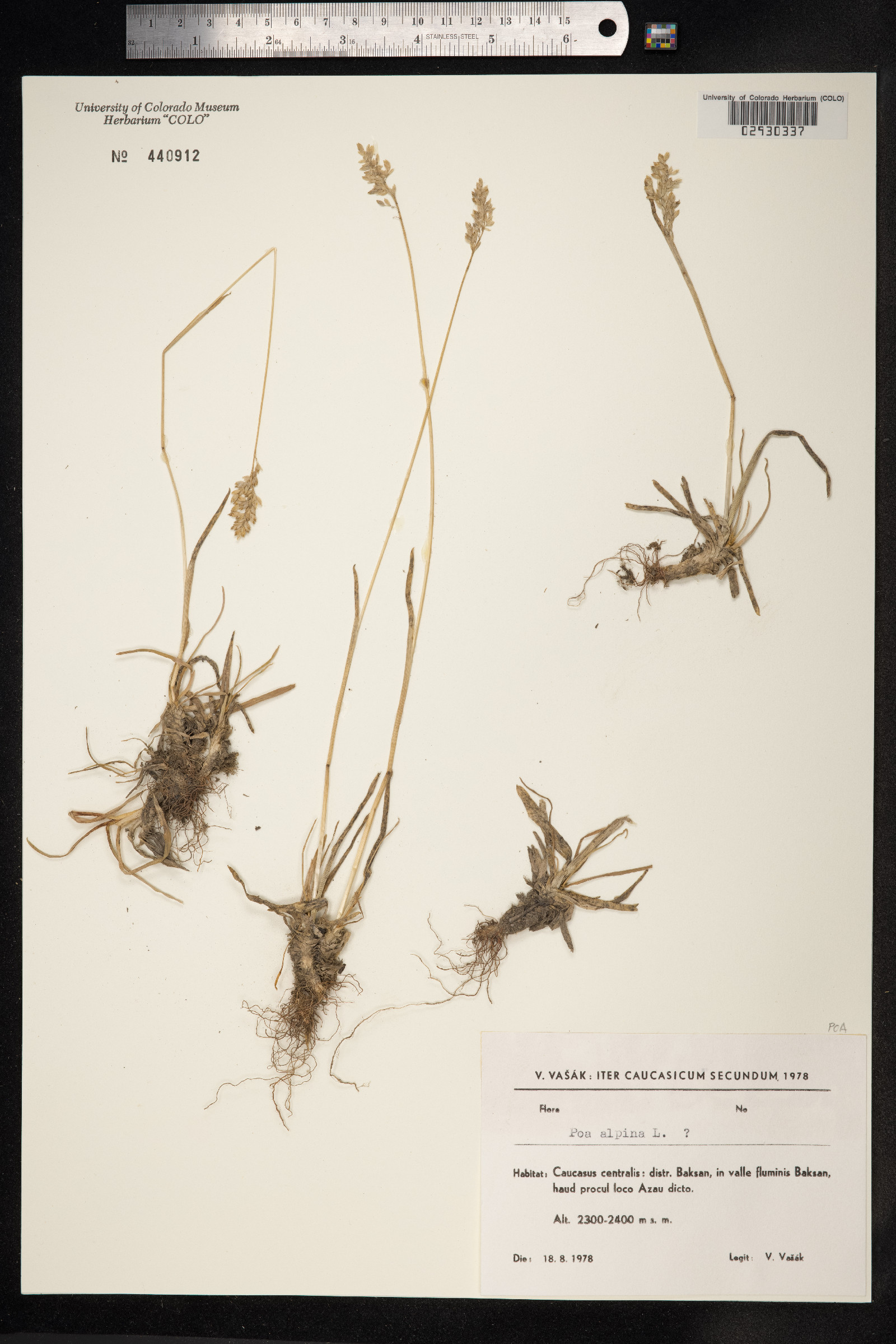 Poa alpina image