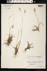 Poa alpina image