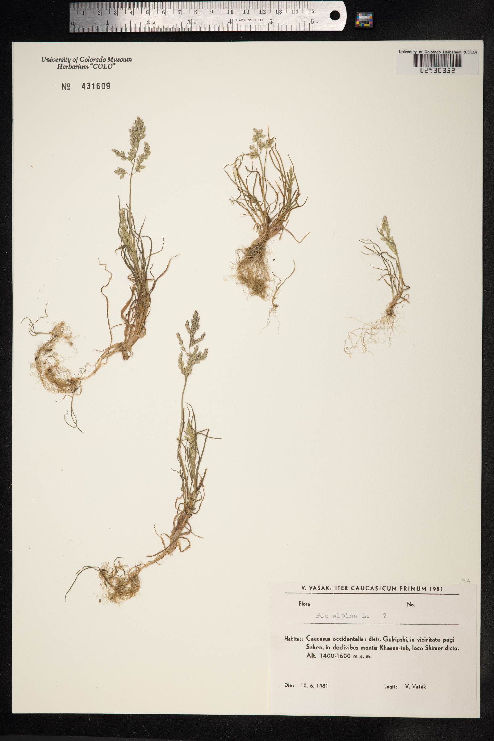 Poa alpina image