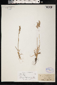 Poa alpina image