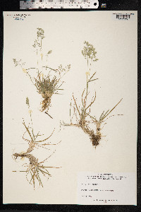 Poa alpina image