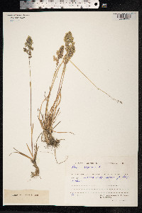 Poa alpina image