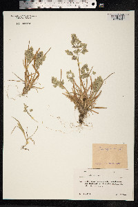Poa alpina image