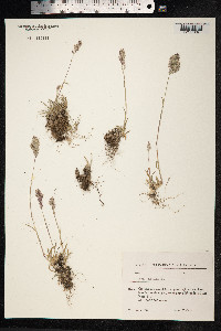 Poa alpina image