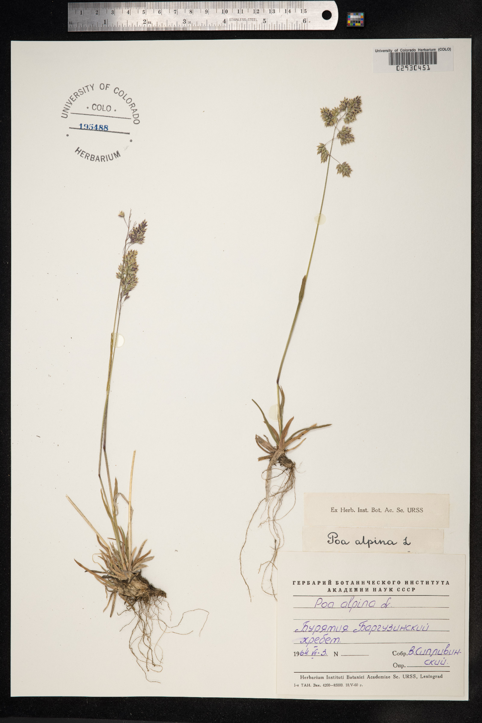 Poa alpina image