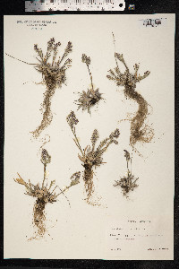 Poa alpina image