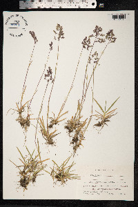 Poa alpina image