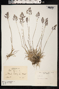 Poa alpina image