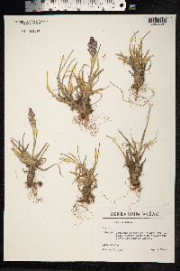 Poa alpina image